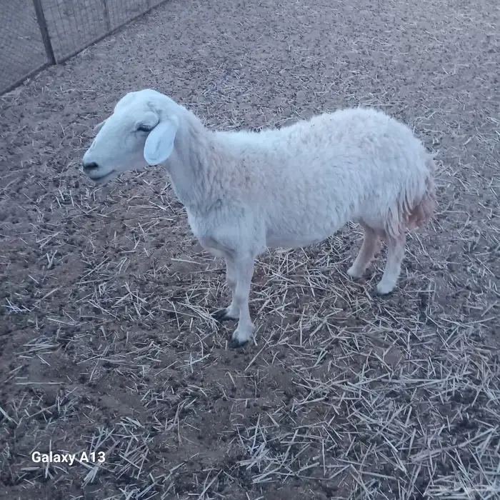 للبيع نعجة حرية 1