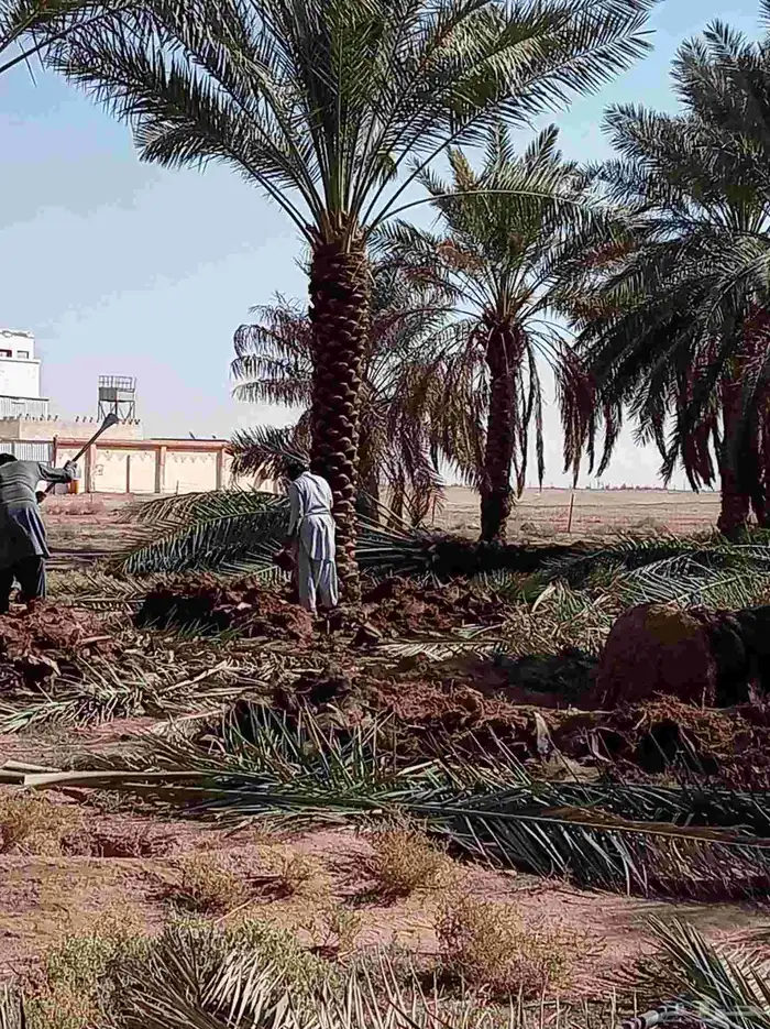 نخل للبيع بجميع أنواعها صقعي هلالي فنخاء مجدول 6