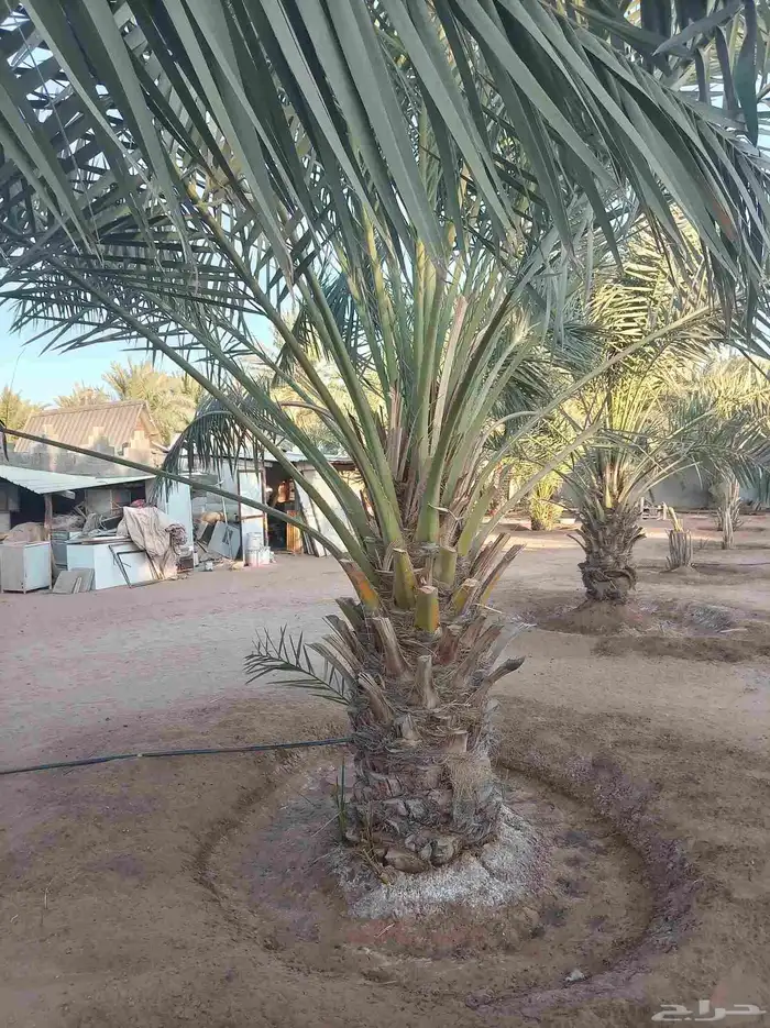 نخل للبيع بجميع أنواعها صقعي هلالي فنخاء مجدول 7