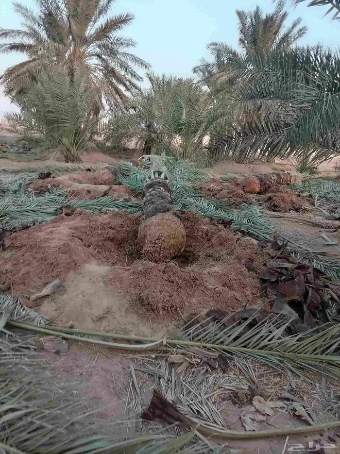 نخل للبيع بجميع أنواعها صقعي هلالي فنخاء مجدول 3