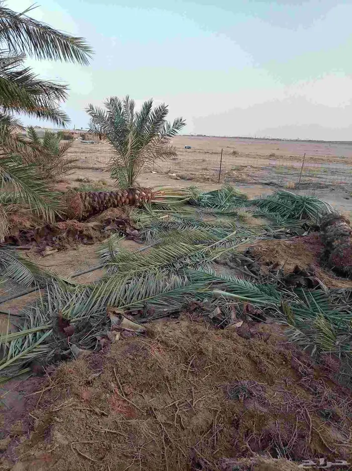 نخل للبيع بجميع أنواعها صقعي هلالي فنخاء مجدول 2