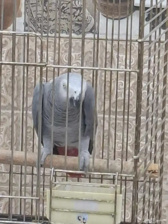 كاسكو للبيع 5