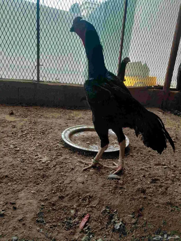 دجاج شامو الماني مستواهم فاخر ماشاء الله 6