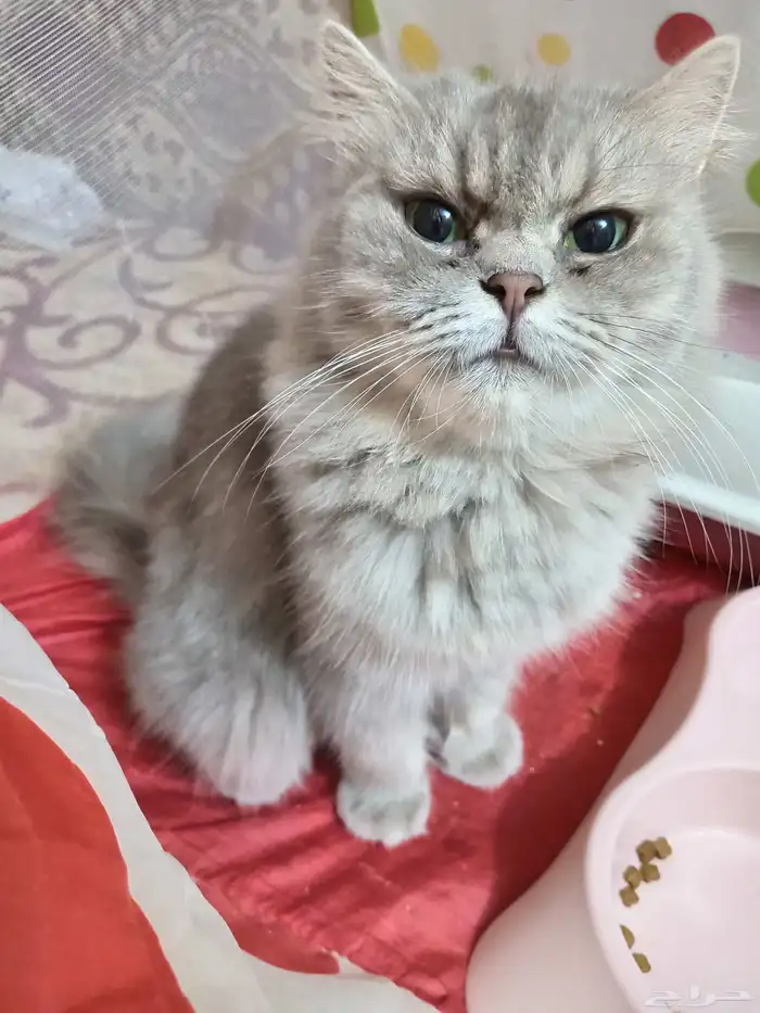 قطه شيرازي للبيع 1