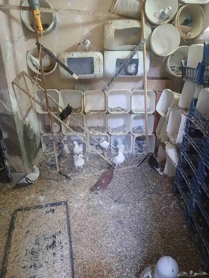 حمام مشكله للبيع 1