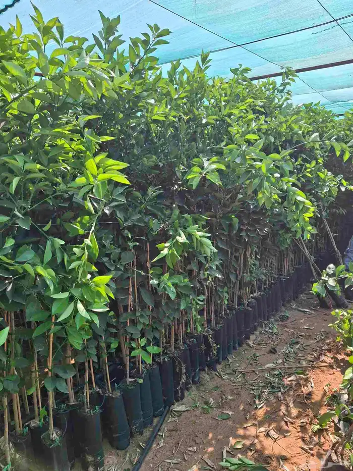 شتلات حمضيات 1