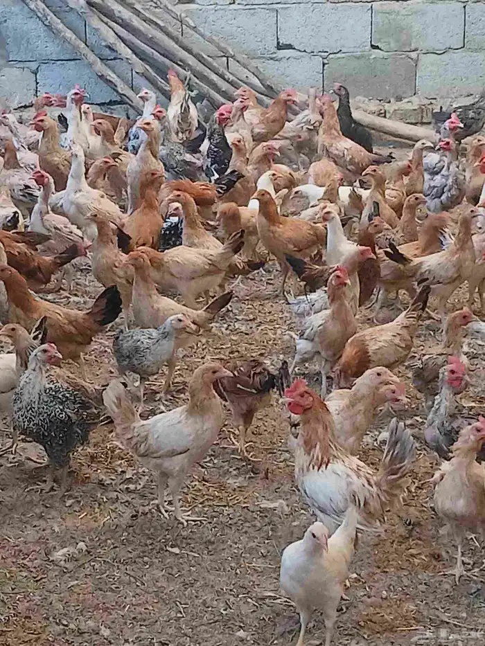 ديوك بلدي ودجاج بلدي 0