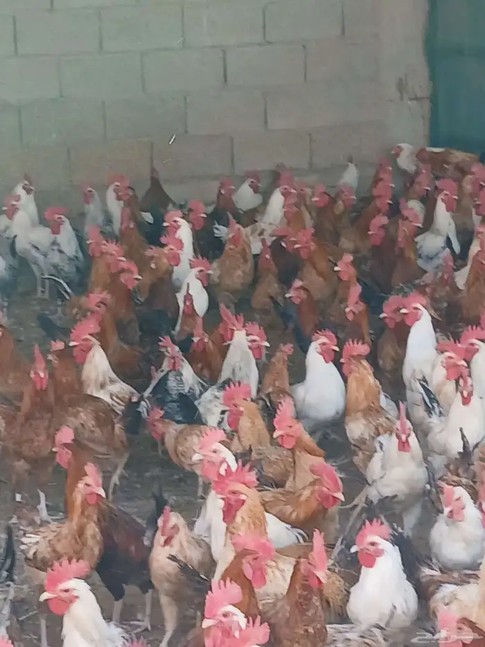 ديوك بلدي ودجاج بلدي 3