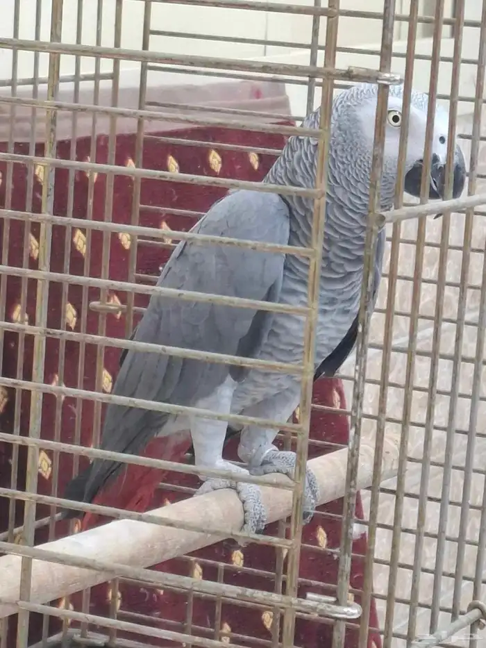 كاسكو للبيع 1