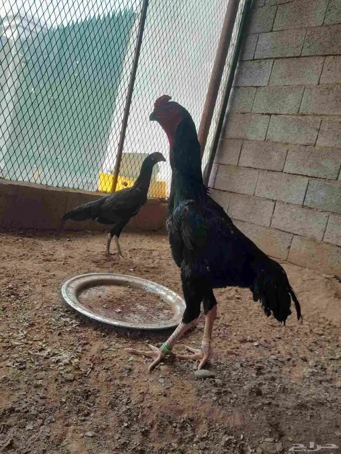 دجاج شامو الماني مستواهم فاخر ماشاء الله 7