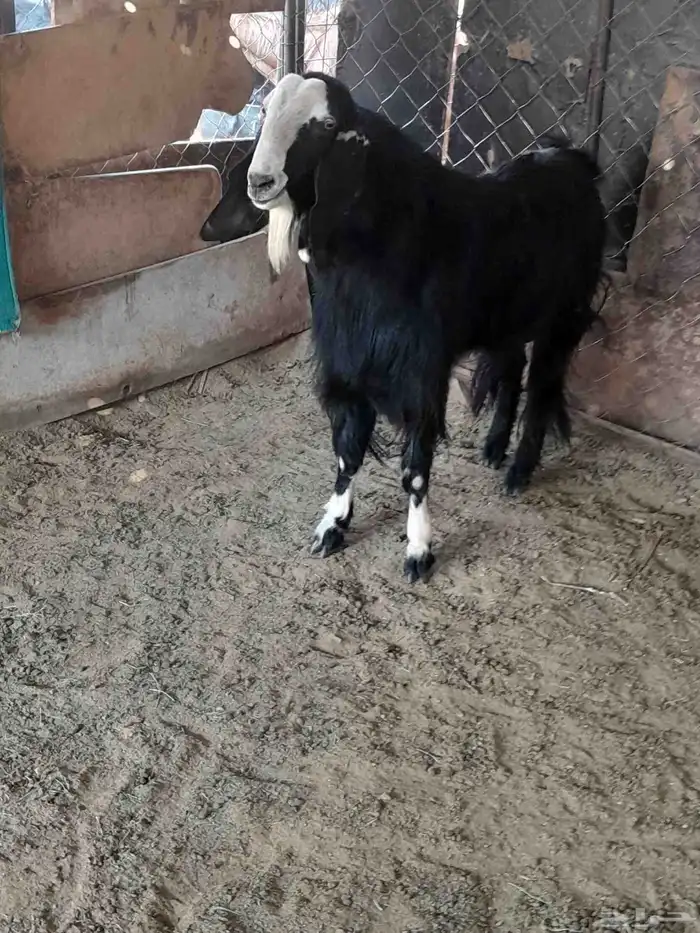 تيوس للبيع 2