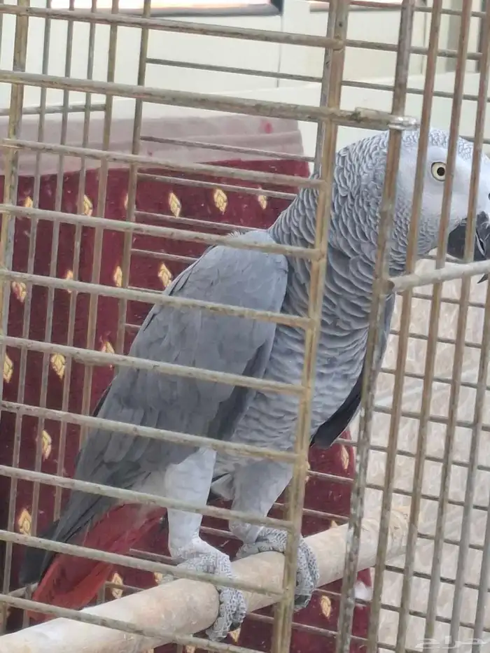 كاسكو للبيع 3