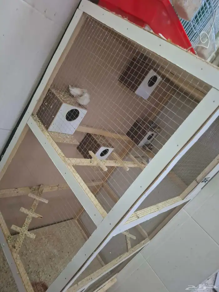 للبيع شبك مع طيور زيبرا العدد 8 0