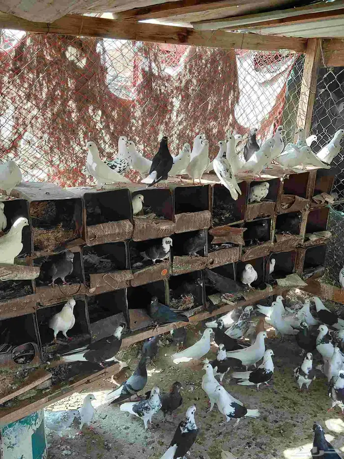 حمام قطايف قلابي 7