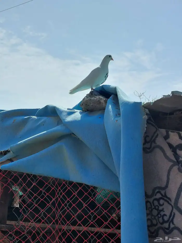 حمام قطايف قلابي 1