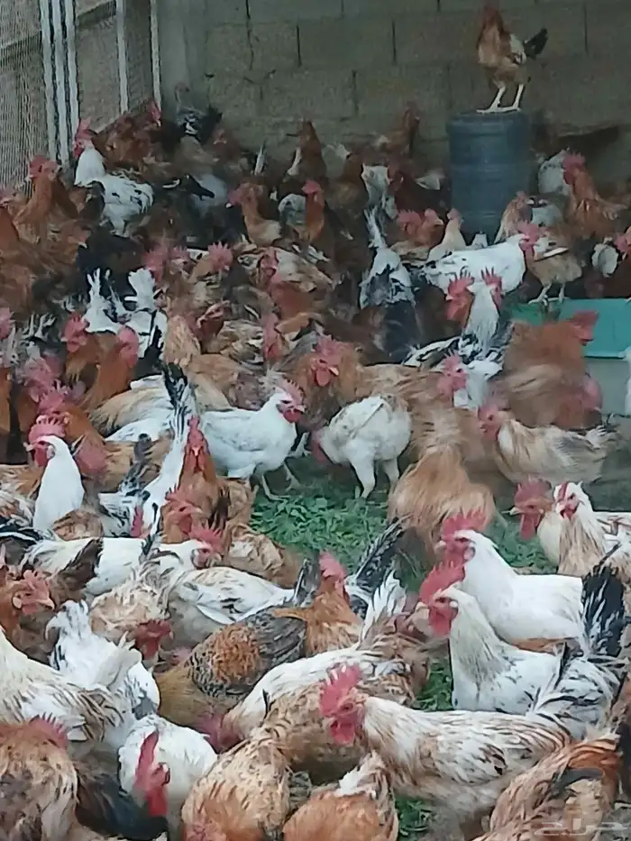 ديوك بلدي ودجاج بلدي 4