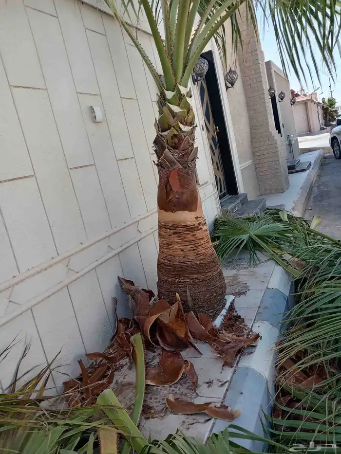 معلم تنظيف نخل وتنسيق الحدائق 2