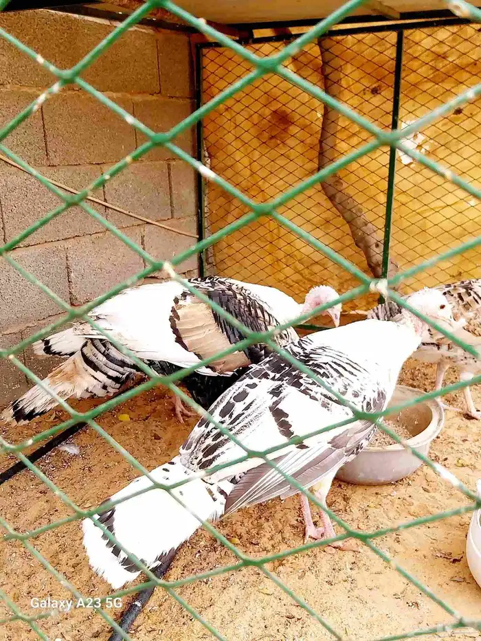 دجاج رومي فراشة 1