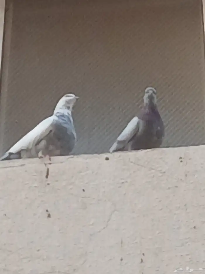 حمام مشكله للبيع 9