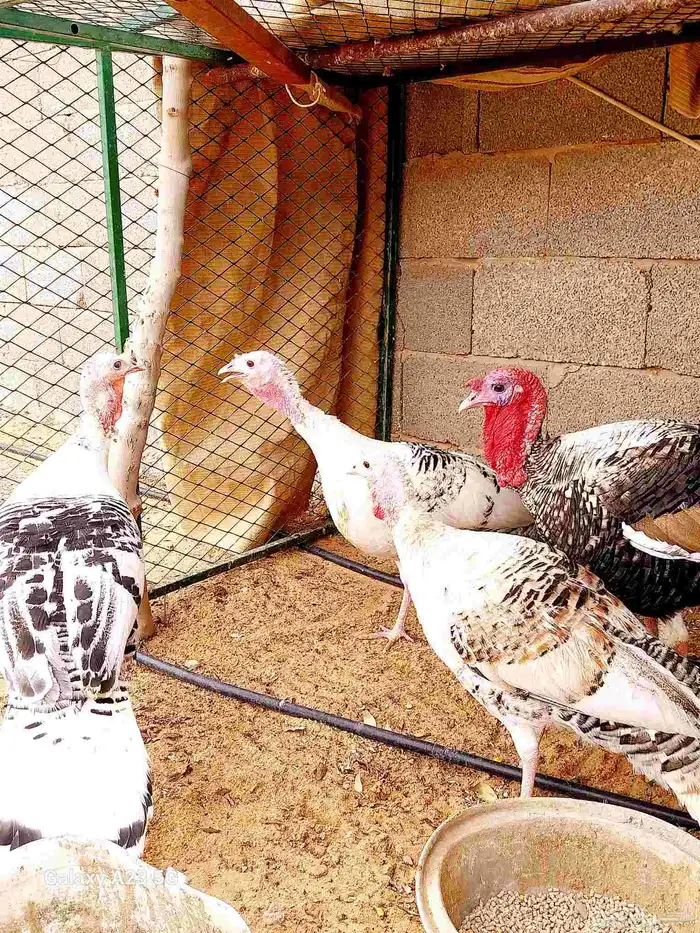 دجاج رومي فراشة 2