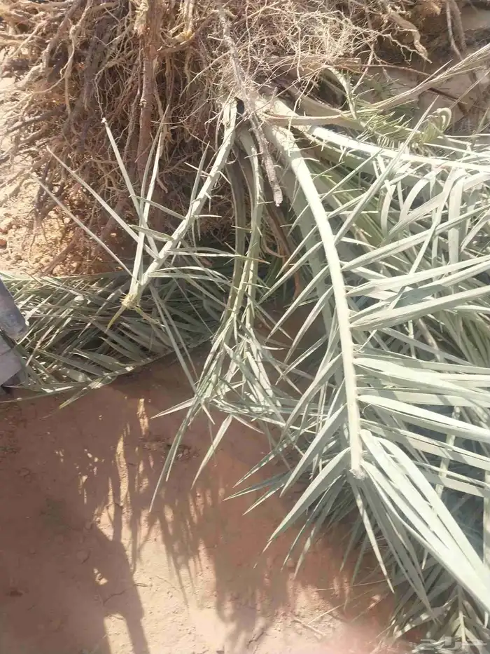 يوجد لدينا نخل جثايث كبار وفروخ مقلوع 0