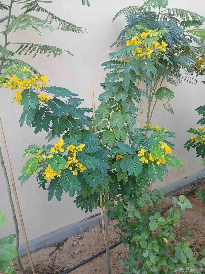 مشتل افندينا ازرعه الشتلت ونخيل وتزين الحديق 1