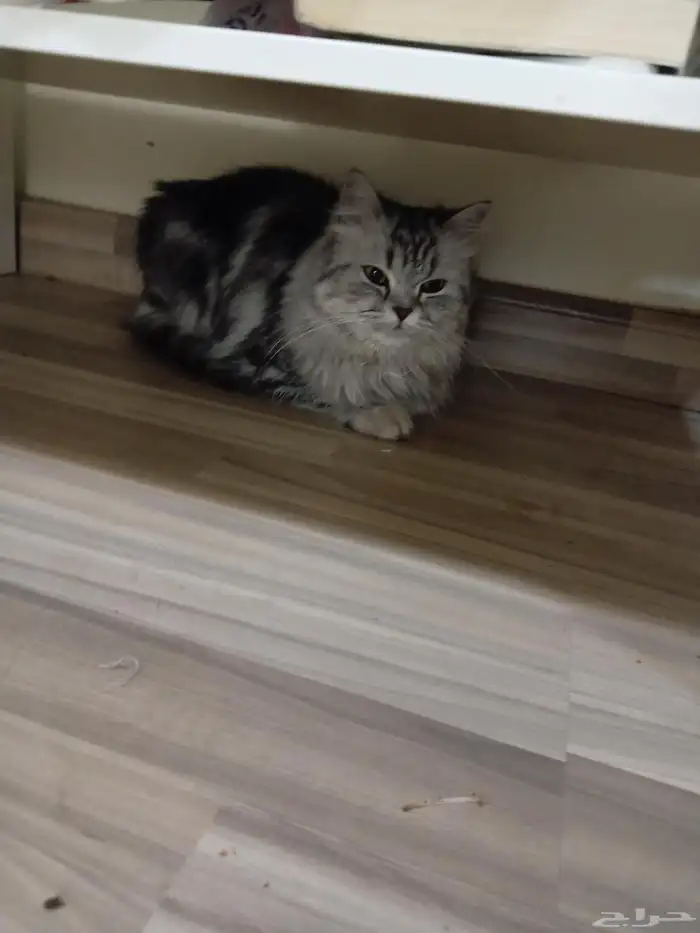 قط ((شيرازي نقي)) أنثى صغيره اللون رمادي فاتح مع غامق 0