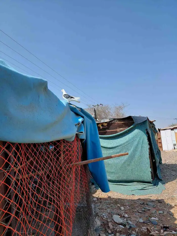 حمام قطايف قلابي 2