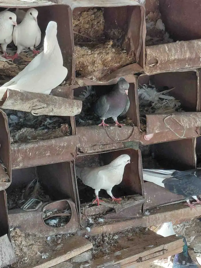 حمام قطايف قلابي 6