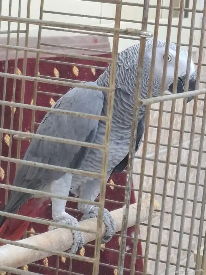 كاسكو للبيع 0