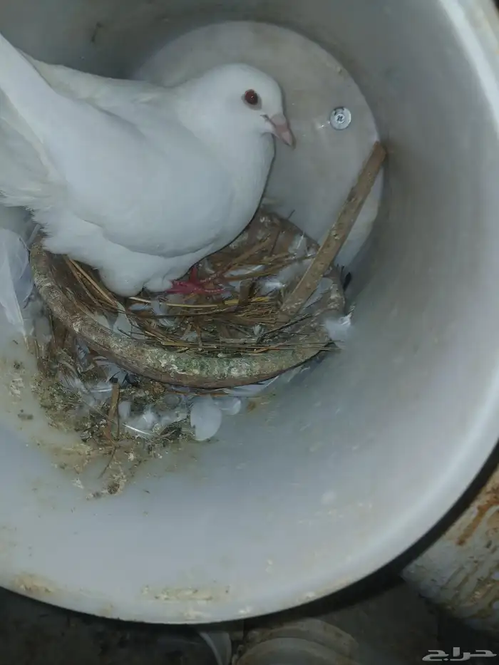 حمام مشكله للبيع 0