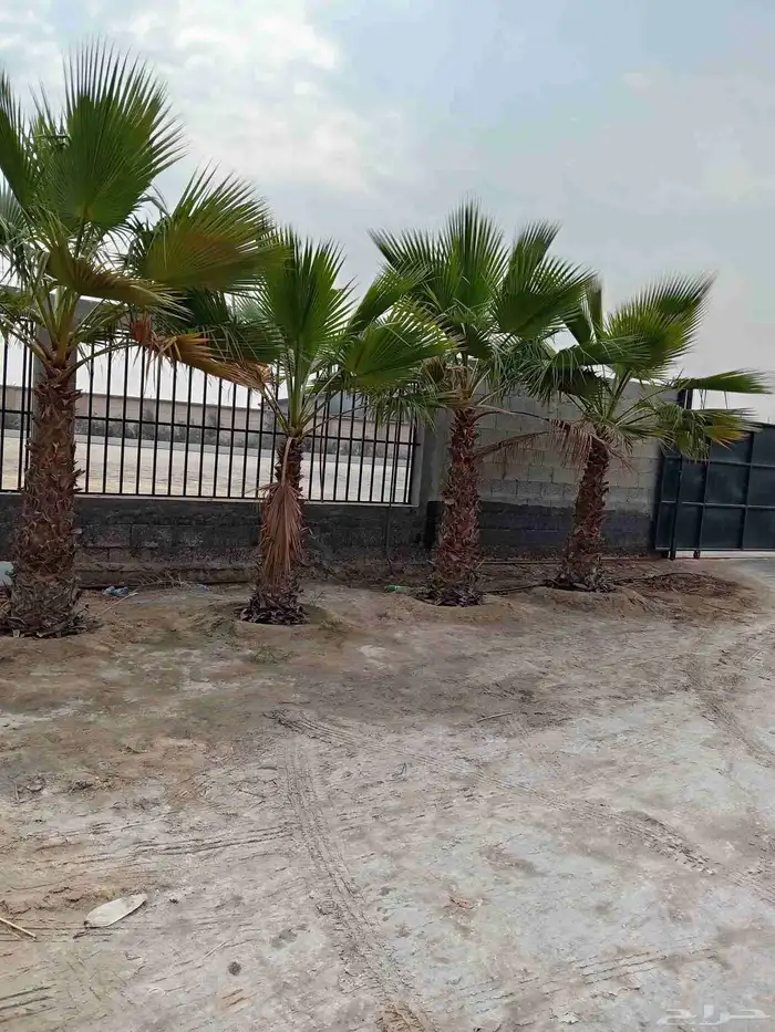 ابوياسين لبيع جميع انواع النخيل البلدي والواشنطن والفسيل 2