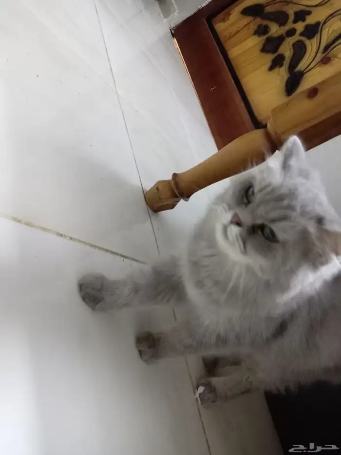 قطه شيرازي للبيع 2