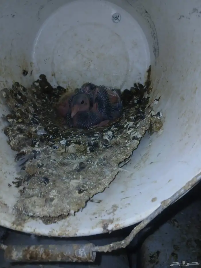 حمام مشكله للبيع 6