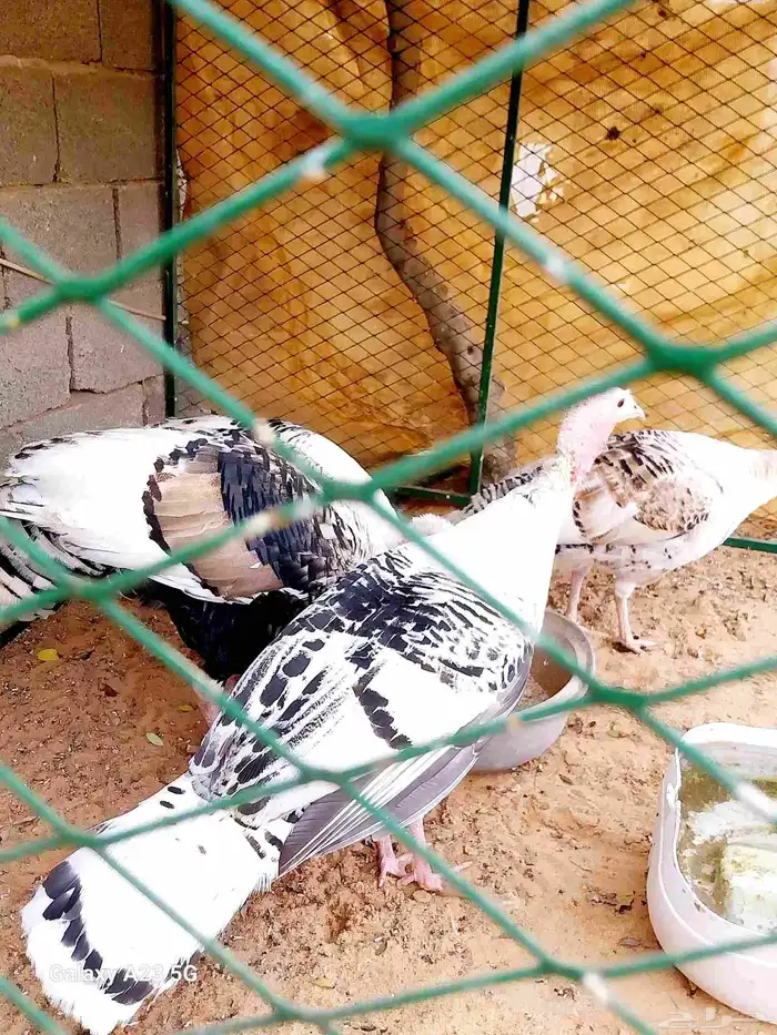 دجاج رومي فراشة 0