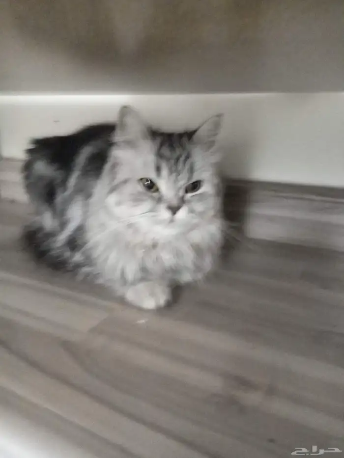 قط ((شيرازي نقي)) أنثى صغيره اللون رمادي فاتح مع غامق 1