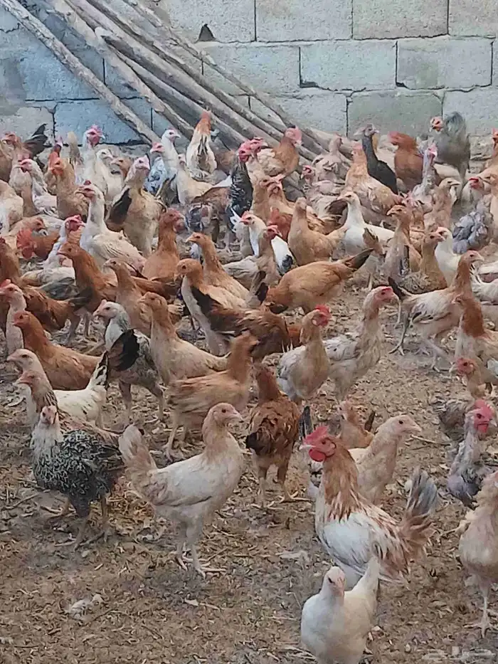 ديوك بلدي ودجاج بلدي 1