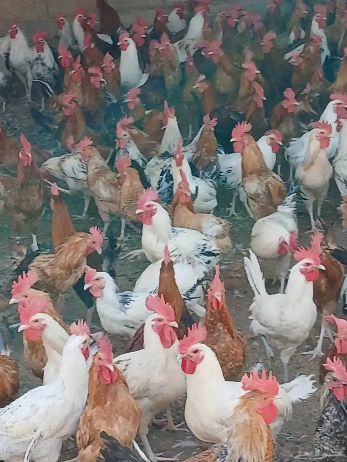 ديوك بلدي ودجاج بلدي 2