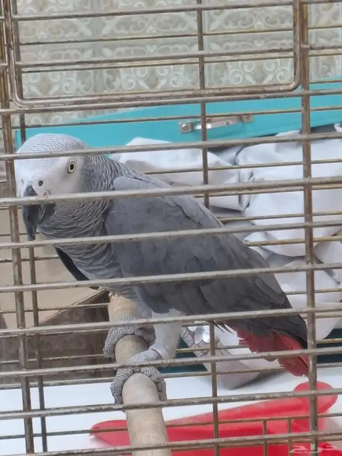 كاسكو للبيع 4