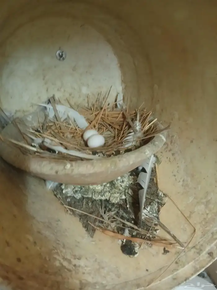 حمام مشكله للبيع 8