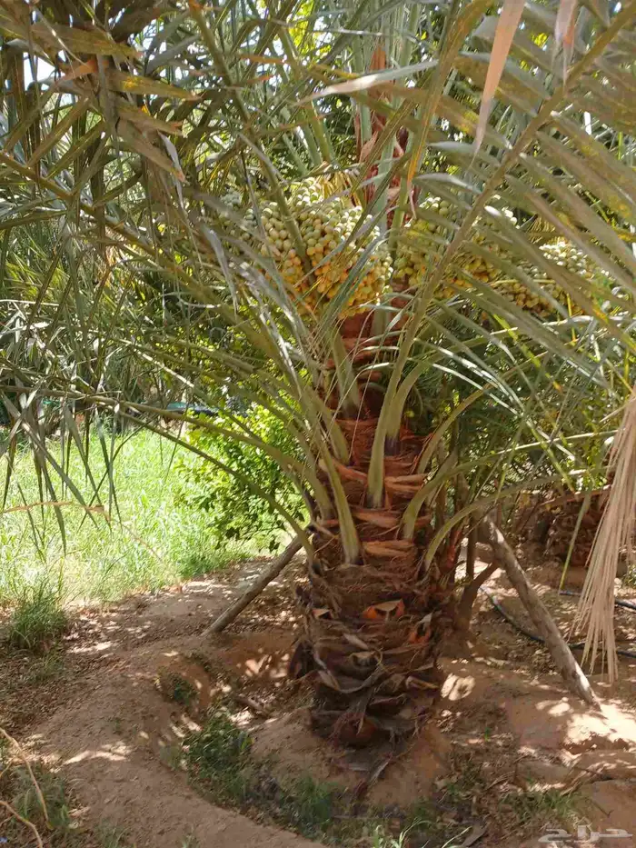 نخل مثمر للبيع خلاص برحي هلالي سكري شيشي صقعي نخيل واشنطني 2