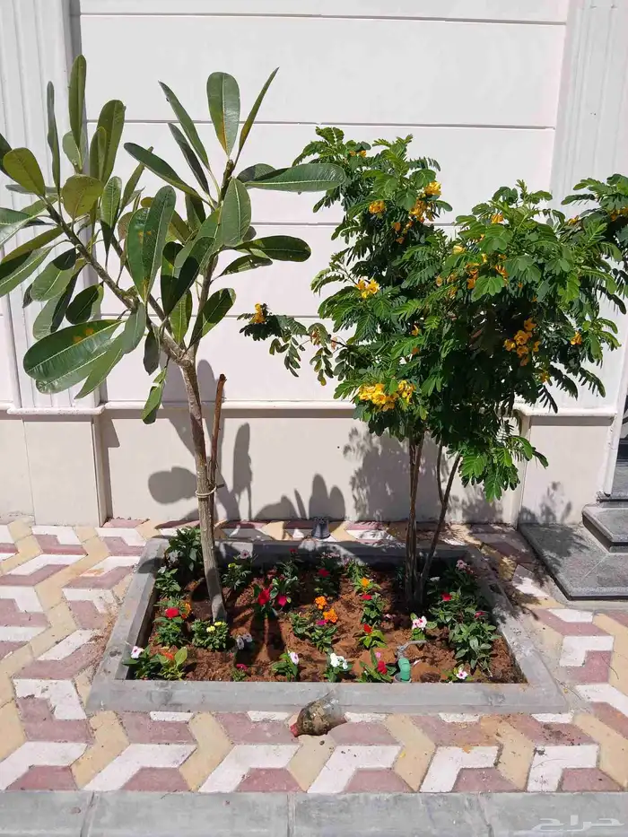 مشتل افندينا ازرعه الشتلت ونخيل وتزين الحديق 3