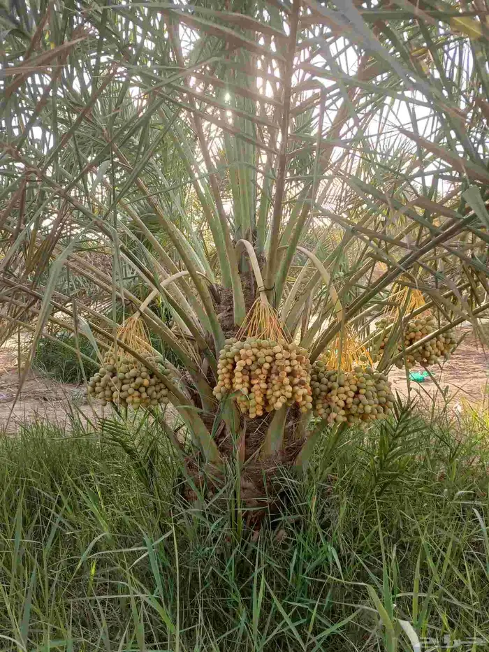 نخل مثمر للبيع خلاص برحي هلالي سكري شيشي صقعي نخيل واشنطني 1