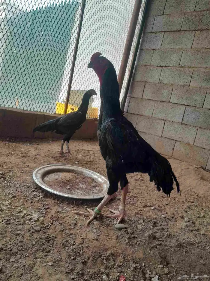 دجاج شامو الماني مستواهم فاخر ماشاء الله 4