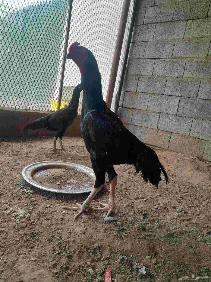 دجاج شامو الماني مستواهم فاخر ماشاء الله 5