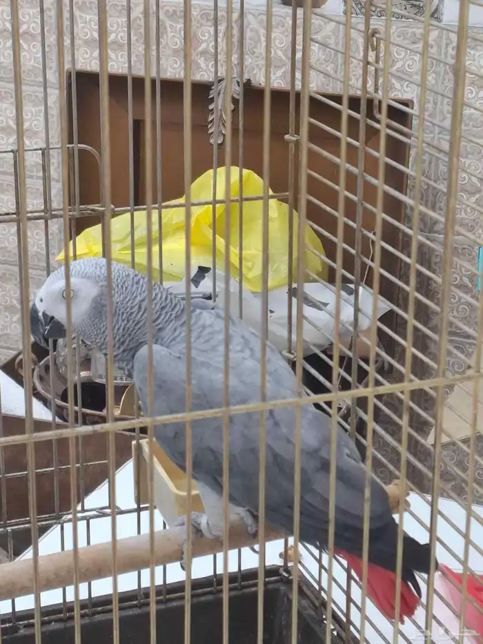 كاسكو للبيع 2