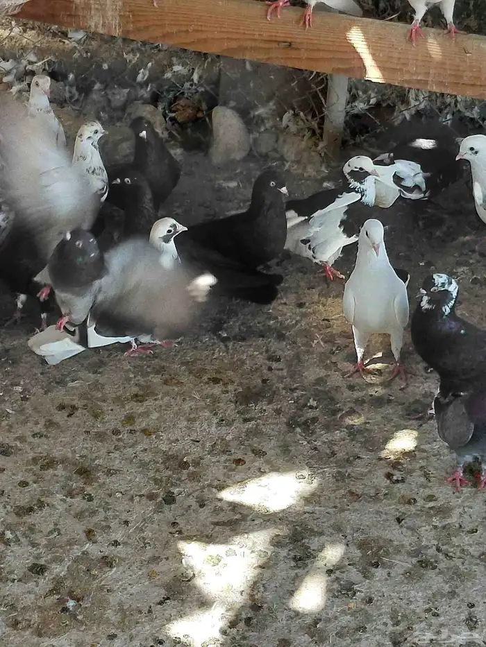 حمام قطايف قلابي 9