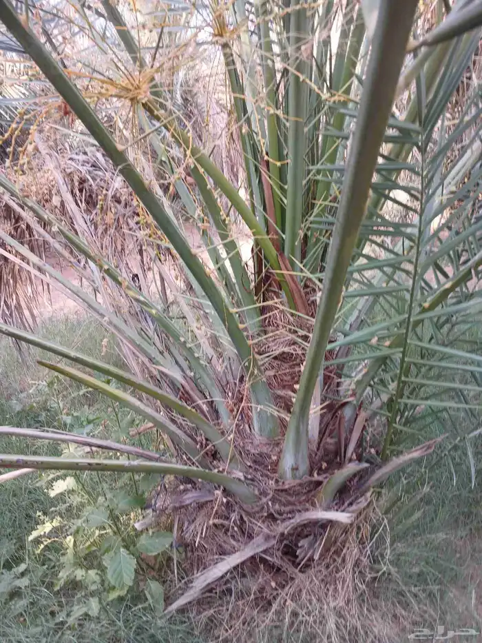 نخل مثمر للبيع خلاص برحي هلالي سكري شيشي صقعي نخيل واشنطني 4