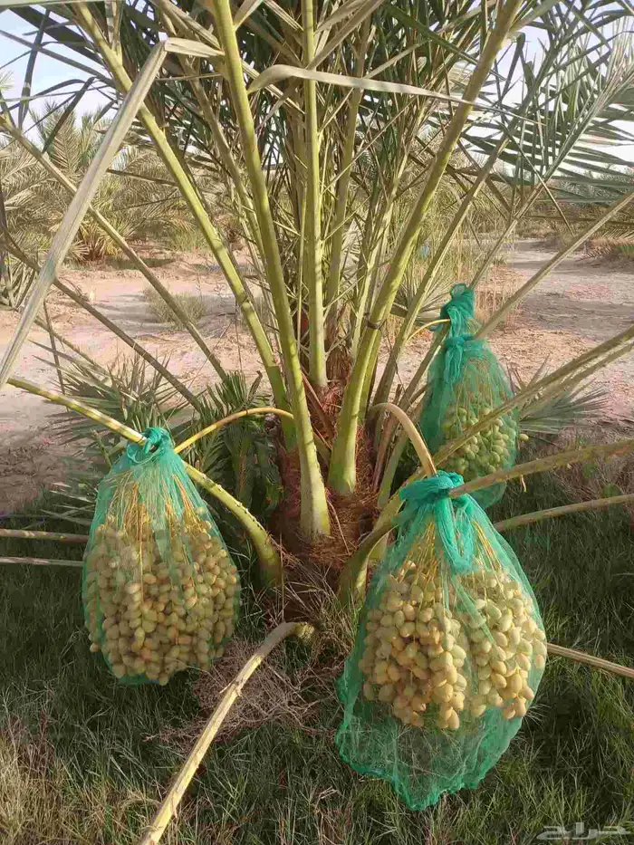 نخل مثمر للبيع خلاص برحي هلالي سكري شيشي صقعي نخيل واشنطني 0