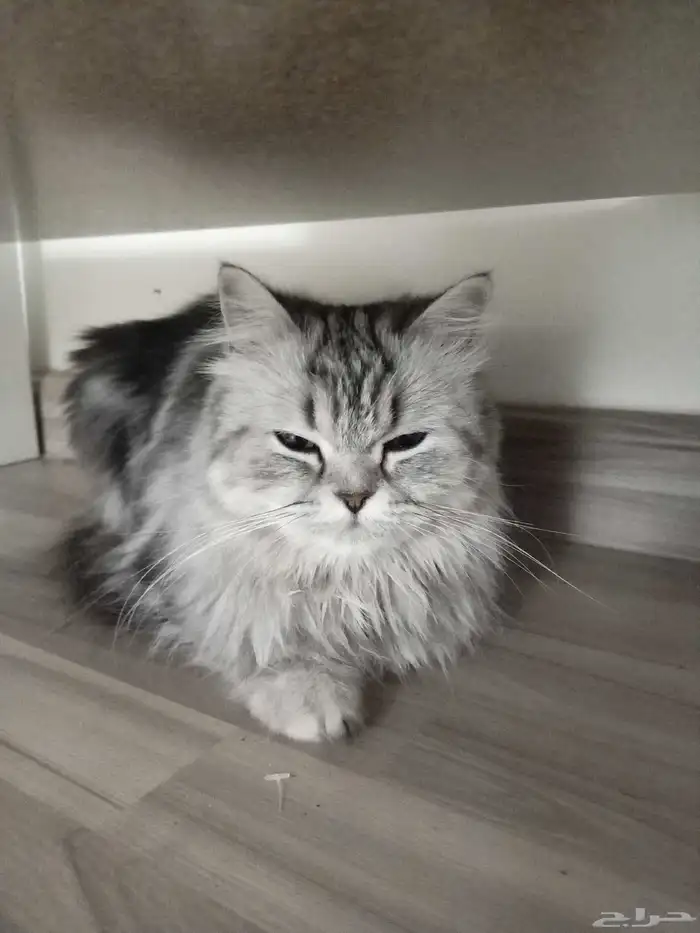 قط ((شيرازي نقي)) أنثى صغيره اللون رمادي فاتح مع غامق 2